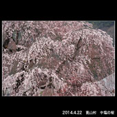 高山村中塩の桜