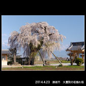 須坂市大廣院の枝垂れ桜