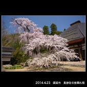 須坂市長みょう寺の枝垂れ桜